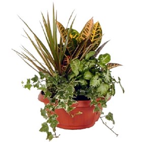 Arrangement of Plants