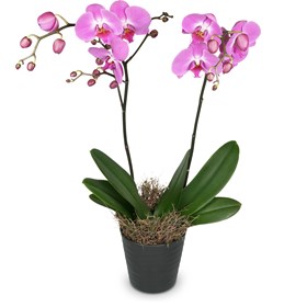 Indoor plant Pink Dream orchid