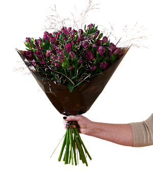 Amazing Alstromeria Purple 240527