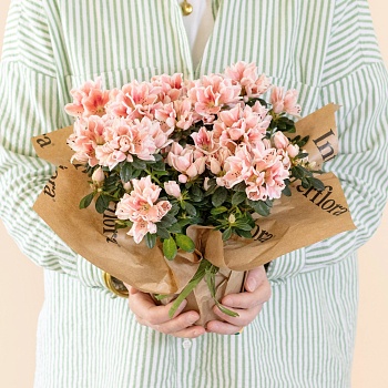 Pink Azalea Plant