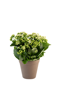 Calandiva white 242646