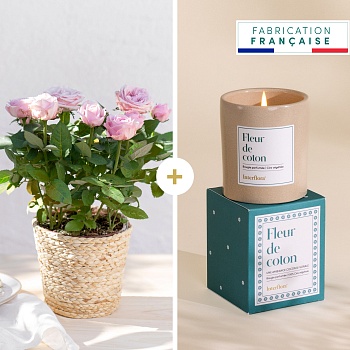 Rosier et bougie - Rosebush and candle