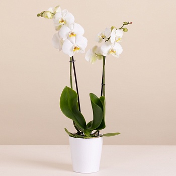 White Orchid - Premium Orchid Plant