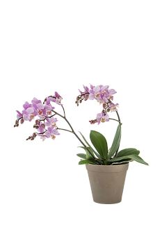 Orchid Pink 242679