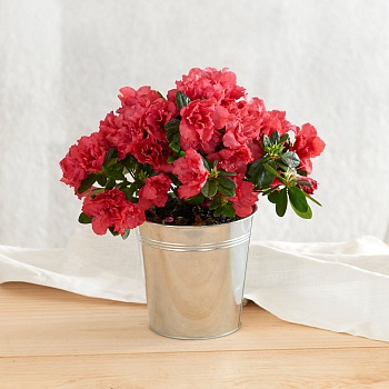 Azalee avec cache pot - Azalea with pot cover