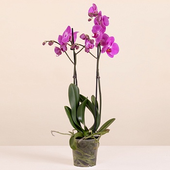 Pink Premium Orchid