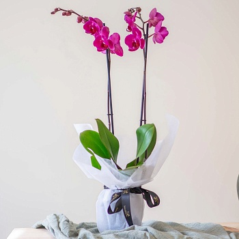 Orchid Plant