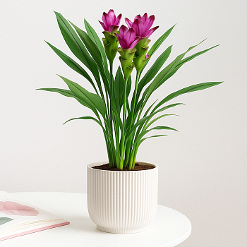 Plant Turmeric