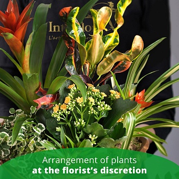 ARRANGEMENT OF PLANTS