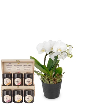 Indoor plant 'White Dream' orchid with Bee-Family honey gift